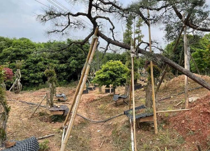 利用倒链可以让树干任意弯曲变形